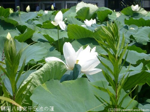 鶴岡八幡宮平氏池の蓮