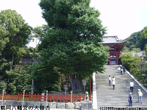 鶴岡八幡宮の大銀杏