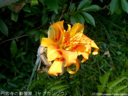 円応寺の藪萱草（ヤブカンゾウ）