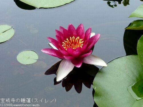 宝戒寺の睡蓮（スイレン）