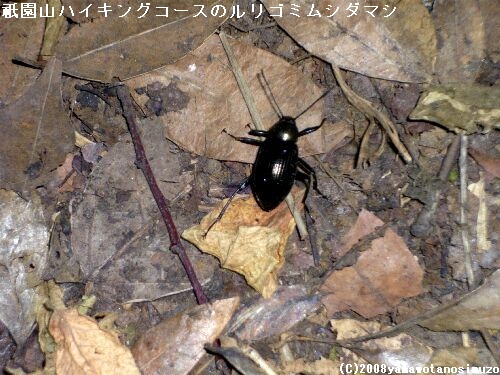 祇園山ハイキングコースのルリゴミムシダマシ