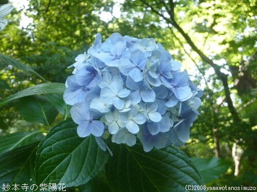 妙本寺の紫陽花