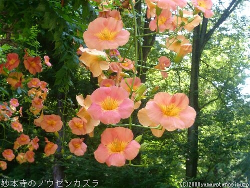 妙本寺のノウゼンカズラ