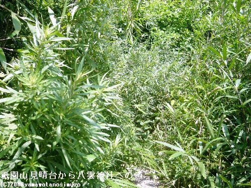 祇園山見晴台から八雲神社への道