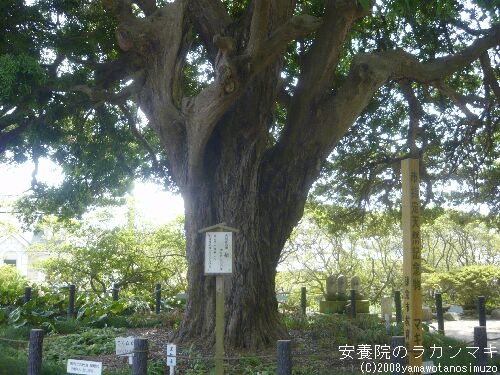 安養院のラカンマキ