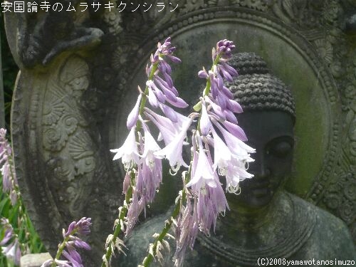 安国論寺のムラサキクンシラン