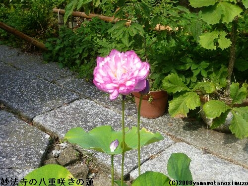 妙法寺の八重咲きの蓮