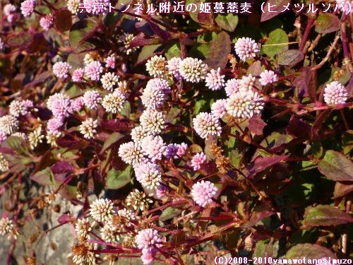 宍戸トンネル附近の姫蔓蕎麦（ヒメツルソバ）