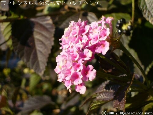 宍戸トンネル附近の七変化（シチヘンゲ）