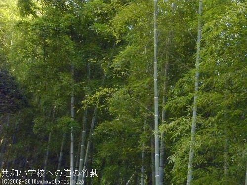 共和小学校への道の竹薮