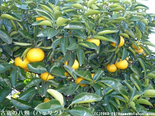 古宿の八朔（ハッサク）