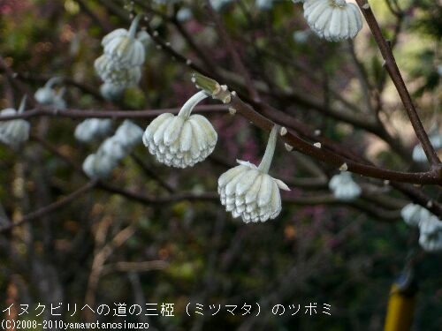 イヌクビリへの道の三椏（ミツマタ）のツボミ