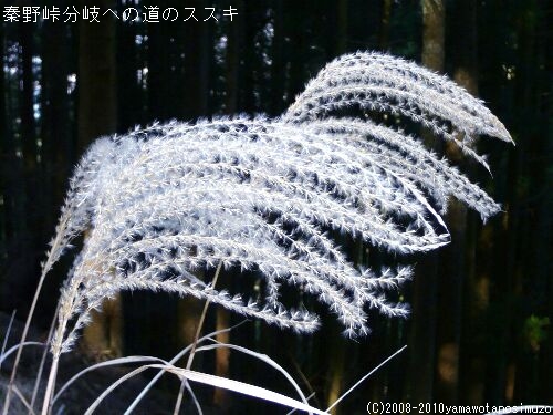 秦野峠分岐への道のススキ