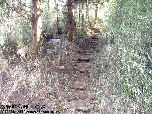 秦野峠分岐への道