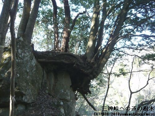 三神峠への道の樹木