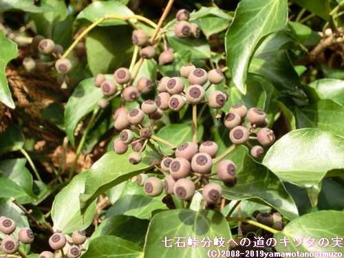 七石峠分岐への道のキヅタの実