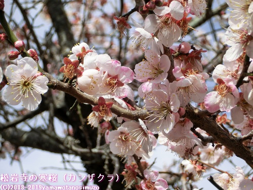 松岩寺の寒桜（カンザクラ）