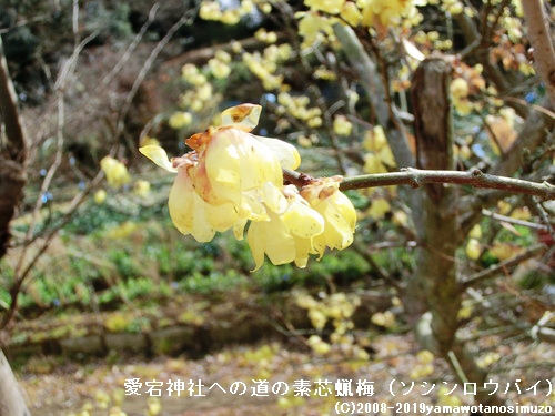 愛宕神社への道の素芯蝋梅（ソシンロウバイ）