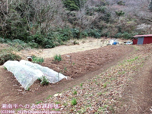 湘南平への道の耕作地