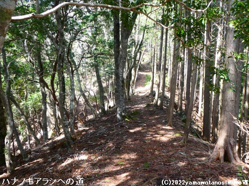 nimLAVւ̓