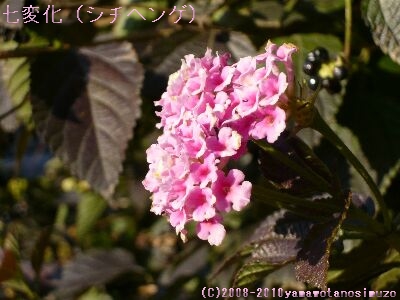 七変化（シチヘンゲ）