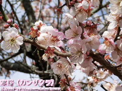 寒桜（カンザクラ）